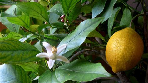 limon ağacı yaprağı ne işe yarar